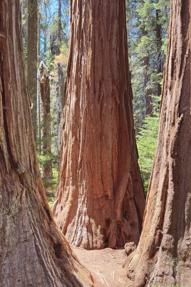 Sequoia National Forest – CA